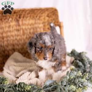 Caroline, Mini Bernedoodle Puppy